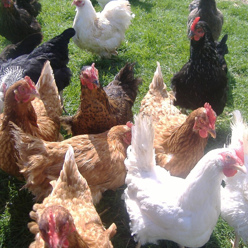 Group of Hens